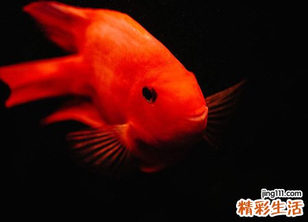 梦见红鱼是什么意思，已婚女人梦见红鱼