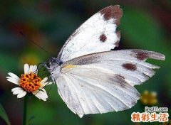 梦见白蝴蝶是什么意思，做梦梦到白蝴蝶向自己飞来