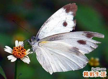 梦见白蝴蝶是什么意思，做梦梦到白蝴蝶向自己飞来