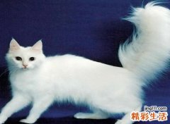 梦到白猫进家好不好，做梦梦到白猫入怀很温顺