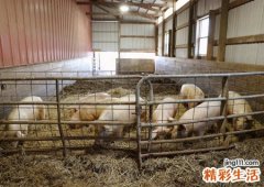 梦见猪圈预示什么，做梦梦到猪圈和猪