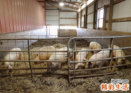 梦见猪圈预示什么，做梦梦到猪圈和猪