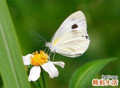 梦见白蝴蝶预示什么，做梦梦到白色蝴蝶缠着自己