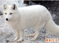 梦见白狐狸变成了美丽的仙女向我走来
