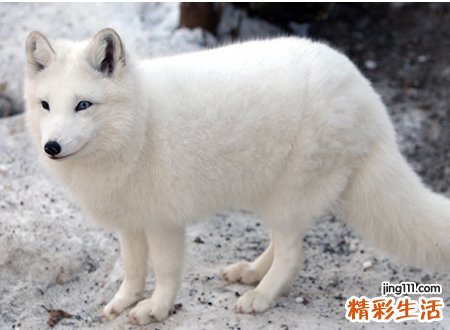 梦见白狐狸变成了美丽的仙女向我走来