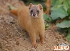 梦见黄鼠狼有什么预兆，梦到和黄鼠狼搏斗