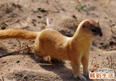 梦见黄鼠狼预示什么，女人梦见黄鼠狼好不好
