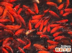 梦见红鱼好不好，做梦梦到小红鱼是什么预兆