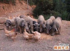 梦见大肥猪是什么意思，做梦梦到又白又大的肥猪