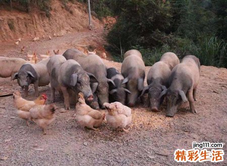 梦见大肥猪是什么意思，做梦梦到又白又大的肥猪