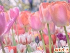 巨蟹座男生喜欢什么样的女生 巨蟹座男生喜欢一个人的表现
