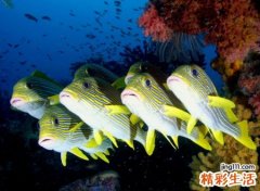 关于鱼的昵称小清新，带鱼字的气质微信网名