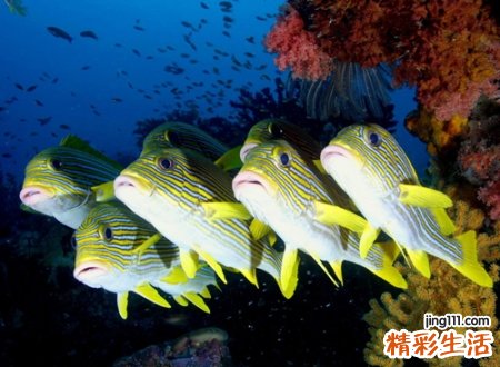 关于鱼的昵称小清新,带鱼字的气质微信网名