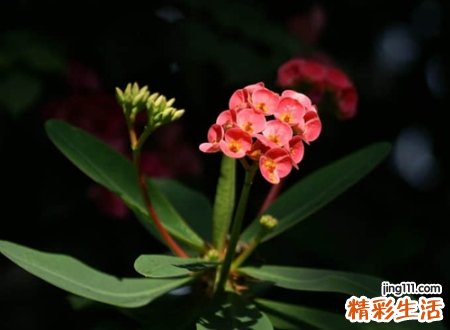 阳光正能量的励志网名，激励自己上进的奋斗昵称