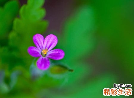 淡雅别致的唯美昵称，好听优雅的微信古风名字