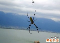 梦见大蜘蛛是什么意思，做梦梦到把大蜘蛛给弄死了