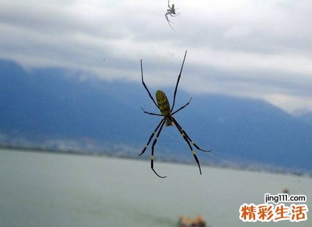梦见大蜘蛛是什么意思，做梦梦到把大蜘蛛给弄死了