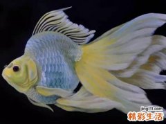 梦见大鱼好不好，做梦梦到一条巨大无比的鱼