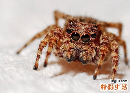 梦见大蜘蛛是什么预兆，做梦梦到大蜘蛛扑向自己