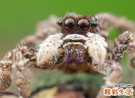 梦见大蜘蛛是什么预兆，做梦梦到大蜘蛛扑向自己