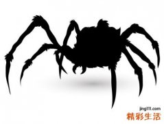 梦见大蜘蛛往我手臂上爬