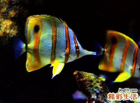 梦见大鱼有什么预兆，女人梦到超大的大鱼