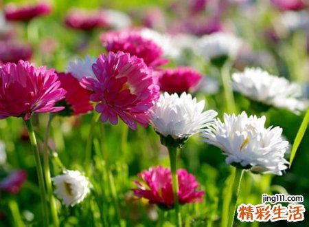 高雅有意境的网名，唯美有内涵的微信名字