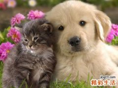 孕妇梦见猫和狗好吗，孕妇梦见一只猫一只狗