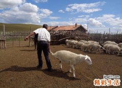 梦见杀羊预示什么，梦到杀羊但是没有流血