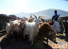梦见杀羊是什么意思，做梦梦到杀羊吃肉