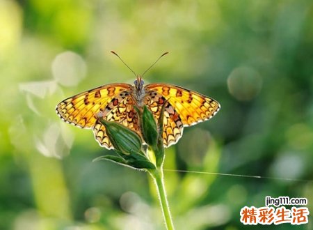 优质好看很有意境的昵称，比较有诗意的网名