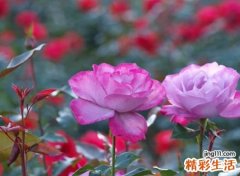 唯美古风的闺蜜网名一对，有古风韵味的好姐妹网名