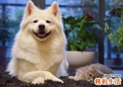 孕妇梦见猫和狗有什么预兆，做梦梦到猫狗是胎梦吗