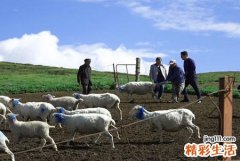 梦见杀羊好不好，做梦梦到准备杀羊但没杀成