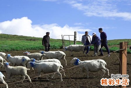 梦见杀羊好不好，做梦梦到准备杀羊但没杀成