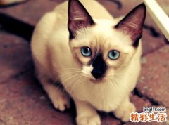 梦见被猫挠好吗，女人梦到被猫抓伤手