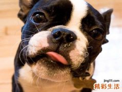 梦到被狼狗追预示什么，女人梦见被狼狗追咬