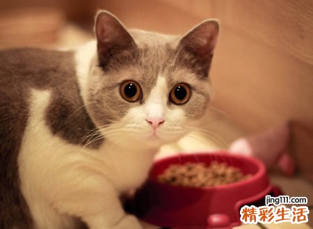 梦见被猫挠有什么预兆，梦到猫往身上扑甩不掉