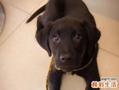 梦见被黑狗咬是什么意思，女人梦到被黑狗咬