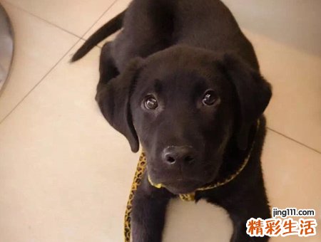 梦见被黑狗咬是什么意思，女人梦到被黑狗咬