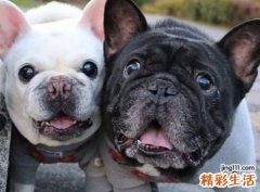 梦见被狼狗追是什么意思，做梦梦到狼狗追赶自己