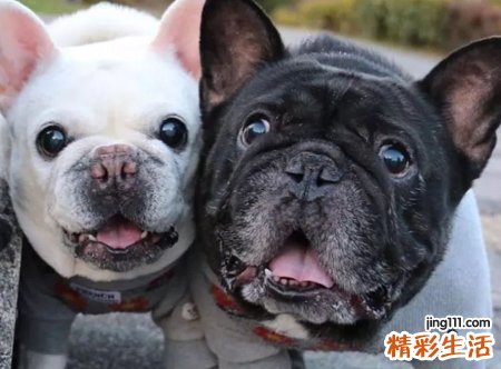 梦见被狼狗追是什么意思，做梦梦到狼狗追赶自己