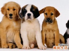 梦见被黑狗咬好不好，做梦梦到黑狗扑过来要咬我