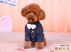 梦见被狼狗追好不好，女人梦见狗追着自己跑