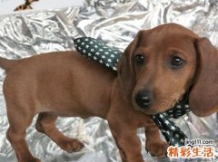 梦见被狗咬手指好吗，做梦梦到狗咬手是要发财吗