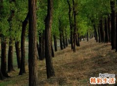 梦见自己迷路是什么意思，做梦梦到自己迷路又问路