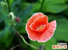 简单又温馨的幸福网名，比较阳光温暖的微信昵称