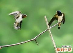 梦见小燕子是什么意思，做梦梦到一窝小燕子