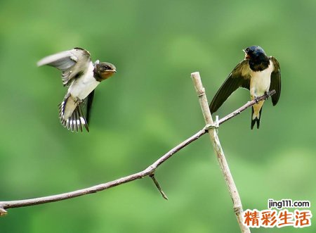 梦见小燕子是什么意思，做梦梦到一窝小燕子