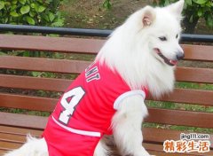 梦见被狗狗咬是什么意思，做梦梦到狗咬自己的手